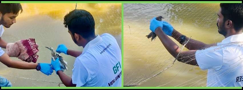 GFI volunteers in blue gloves freeing birds caught in pond nets